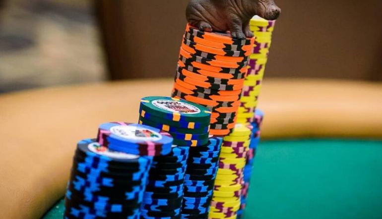 Poker Chops FAQ: Diese 5 Antworten müssen Sie kennen